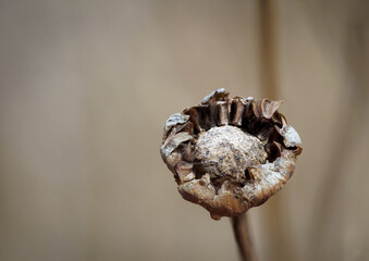 a dry flower head