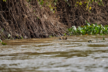 Jaguar, Panthera onca, is a large felid species and the only extant member of the genus Panthera native to the Americas, Jaguar swimming Cuiaba river in the Pantanal, Brazil