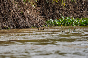 Jaguar, Panthera onca, is a large felid species and the only extant member of the genus Panthera native to the Americas, Jaguar swimming Cuiaba river in the Pantanal, Brazil