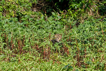 Jaguar, Panthera onca, is a large felid species and the only extant member of the genus Panthera...