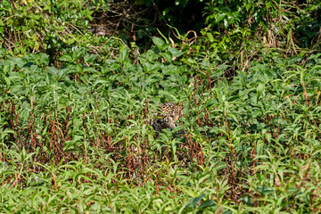 Jaguar, Panthera onca, is a large felid species and the only extant member of the genus Panthera...