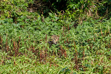 Jaguar, Panthera onca, is a large felid species and the only extant member of the genus Panthera native to the Americas, Jaguar stalking through vegetation on Cuiaba river in the Pantanal, Brazil
