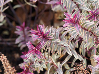 Euphorbia x martinii / Martin's spurge with variegated foliage, cream-golden yellow, blue-green and...