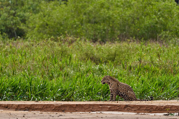Jaguar, Panthera onca, is a large felid species and the only extant member of the genus Panthera...