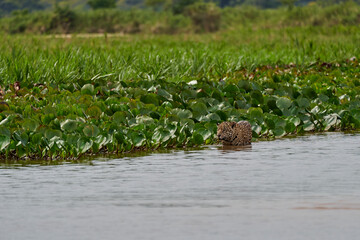 Jaguar, Panthera onca, is a large felid species and the only extant member of the genus Panthera native to the Americas, Jaguar stalking through vegetation on Cuiaba river in the Pantanal, Brazil