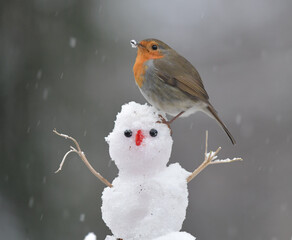 Rotkehlchen im Schnee