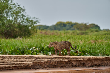 Jaguar, Panthera onca, is a large felid species and the only extant member of the genus Panthera...
