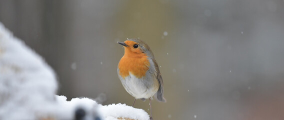 Rotkehlchen auf Schnee
