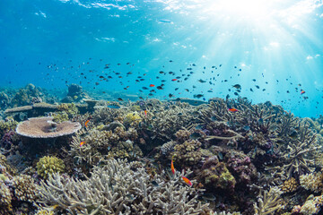Fish swimming above shallow hard coral reef
