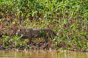 Naklejka na ściany i meble Jaguar, Panthera onca, is a large felid species and the only extant member of the genus Panthera native to the Americas, Jaguar stalking through vegetation on Cuiaba river in the Pantanal, Brazil