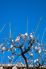 Flowers plum blossoming in spring