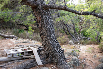 Fototapeta na wymiar A tree in a forest in Greece