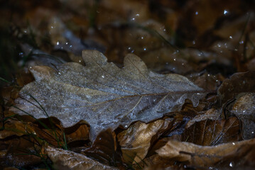 Fairy dust - Feenstaub