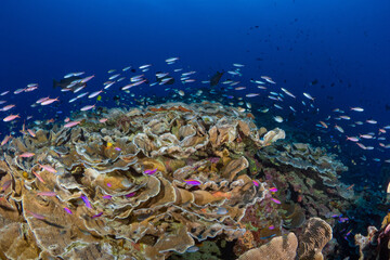 Fototapeta na wymiar Fish swimming above shallow hard coral reef