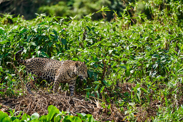 Jaguar, Panthera onca, is a large felid species and the only extant member of the genus Panthera...