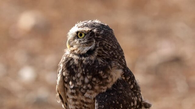 Cute Burrowing Owl looking out from his borrow