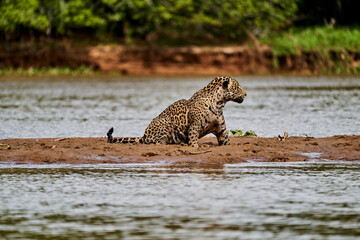 Jaguar, Panthera onca, is a large felid species and the only extant member of the genus Panthera...