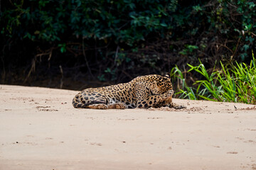 Jaguar, Panthera onca, is a large felid species and the only extant member of the genus Panthera...