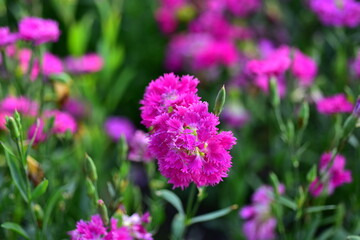 Colorful flowers in nature.flowers in the garden.Flower Blooming in the Suan Luang Rama IX Park. 
