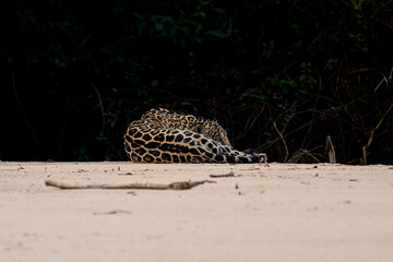 Jaguar, Panthera onca, is a large felid species and the only extant member of the genus Panthera...