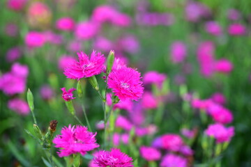 Colorful flowers in nature.flowers in the garden.Flower Blooming in the Suan Luang Rama IX Park. 