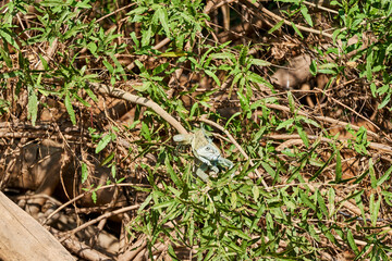 Very colorful green iguana lizard, Iguana Iguana, with a long tail sunbathing in bushes along the...