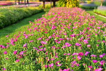 Colorful flowers in nature.flowers in the garden.Flower Blooming in the Suan Luang Rama IX Park. 