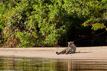Jaguar, Panthera onca, is a large felid species and the only extant member of the genus Panthera...