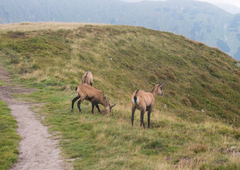 Group of Tatra chamois, rupicapra rupicapra tatrica grazing standing on a footpath at summer mountain meadow in Low Tatras National park in Slovakia. Wild mamal in natural habitat, nature photography.