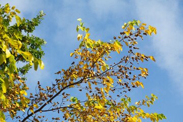 Bunt verfärbtes Herbstlaub an an einer Buche , Deutschland