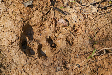 footprint of a Jaguar, Panthera onca, in the soft mud of the wetlands in the Pantanal swamp along the Transpantaneira towards Porto Jofre at Cuiaba River, Brazil, South America