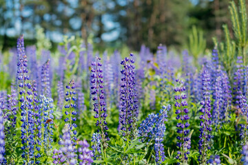 The field of wild multicolored lupinus flowers.Violet purple lupin in meadow. Colorful bunch of summer Blooming flowers.flower background or greeting card.Selective focus