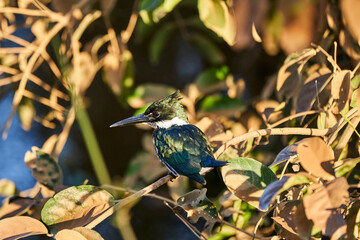 green kingfisher, Chloroceryle americana, perched in the bushes along the Transpantaneira to Porto Jofre in the wetlands of the Pantanal swamp in Brazil, South America