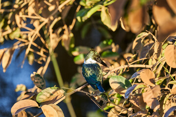 green kingfisher, Chloroceryle americana, perched in the bushes along the Transpantaneira to Porto Jofre in the wetlands of the Pantanal swamp in Brazil, South America