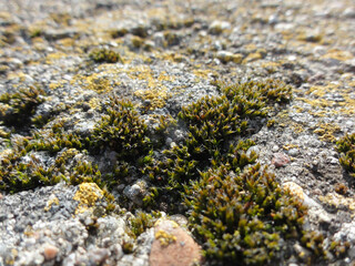 The mosses and lichens on a wall on a sunny spring day.