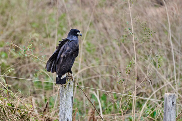 Exotic birds of the Pantanal. The zone tailed hawk, Buteo albonotatus, is a medium sized hawk of warm, dry parts of the Americas. Sitting on a fence pole along the Transpantaneira, Pantanal, Brazil