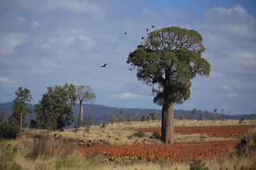 Narrow-leaved bottle tree or Queensland bottle tree (Brachychiton rupestris)  Australia