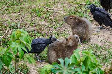 capybara and black vulture, Hydrochoerus hydrochaeris, the largest living rodent in the world, is a giant cavy rodent native to South America. Pantanal along the transpantaneira to Porto Jofre, Brazil
