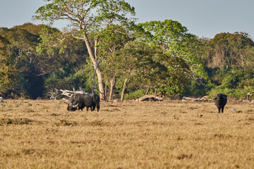 The water buffalo, Bubalus bubalis, also domestic or Asian water buffalo on the meadow of a cattle farm. Part of the Jaguar protection program in the Pantanal, Brazil, South America