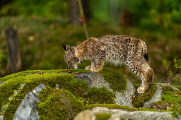 Lynx in green forest with tree trunk. Wildlife scene from nature. Playing Eurasian lynx, animal behaviour in habitat. Wild cat from Germany. Wild Bobcat between the trees