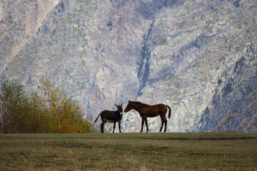 Fototapeta na wymiar The touching friendship of a foal with a donkey.