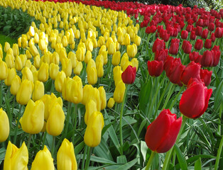 The rows of multicolored tulips in the Keukenhof gardens.