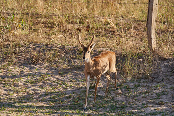 The marsh deer, Blastocerus dichotomus, also swamp deer, largest deer species from South America can mostly be found in the swampy region of the pantanal, Brazil, South America