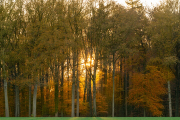 Fototapeta premium autumn in the forest