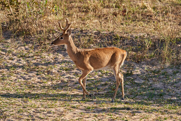 The marsh deer, Blastocerus dichotomus, also swamp deer, largest deer species from South America can mostly be found in the swampy region of the pantanal, Brazil, South America