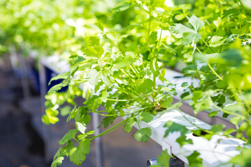 Fototapeta na wymiar Celery plant growing in hydroponic farming, organic vegetable farming in Thailand