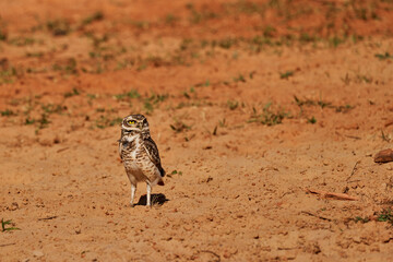 burrowing owl, Athene cunicularia, sitting at their den in the Pantanal, The small, long legged owl can be found in grasslands, rangelands, agricultural areas, deserts in North and South America