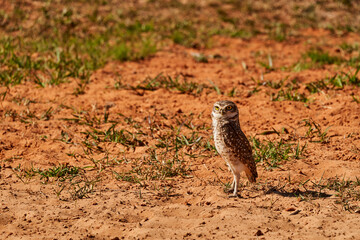burrowing owl, Athene cunicularia, sitting at their den in the Pantanal, The small, long legged owl can be found in grasslands, rangelands, agricultural areas, deserts in North and South America