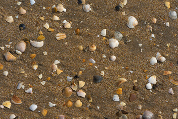 shell pattern on Andalusian beach