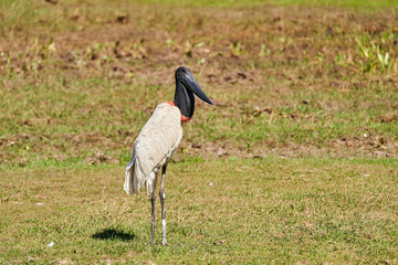 The Jabiru is a tall wading bird found in the Americas from Mexico to Argentina and the largest stork species with a black head and red neck with inflatable throat, Pantanal, Brazil